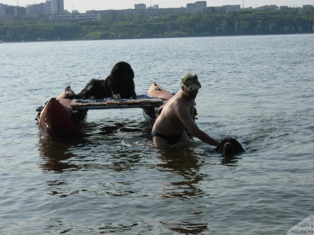 Фото: ньюфаундленд Lesnaya Skazka Raskrasavica (Лесная Сказка Раскрасавица), ньюфаундленд Zvezdnaya Toskana Lesnaya Raskrasavica (Звездная Тоскана Лесная Раскрасавица), Andrey Larin (Андрей Ларин)
