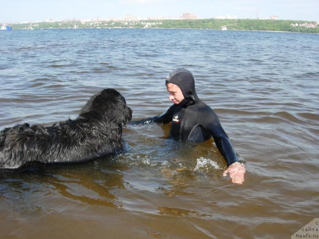 Фото: ньюфаундленд Lesnaya Skazka Raskrasavica (Лесная Сказка Раскрасавица), Слава