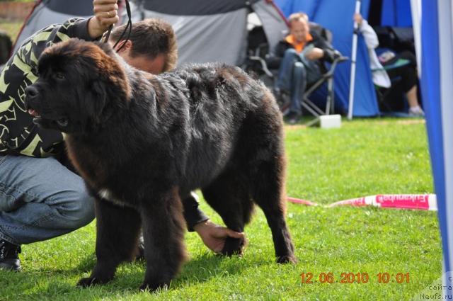 Фото: ньюфаундленд Gimenej Golden Star
