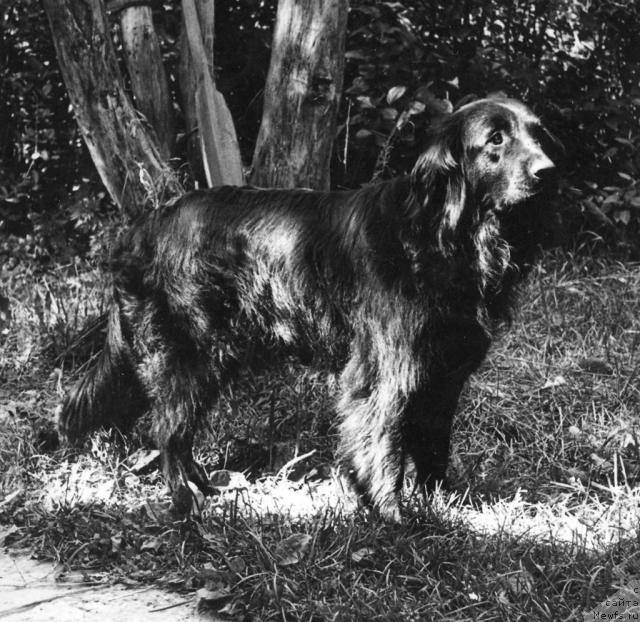 Фото: ньюфаундленд CHapa (Чапа)