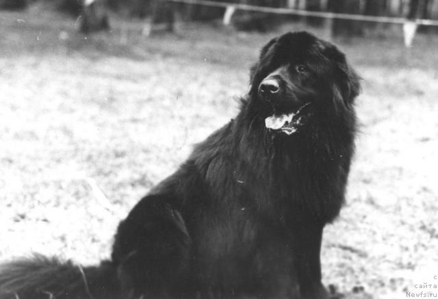 Фото: ньюфаундленд Zevs Fon Batal' Bey (Зевс Фон Баталь Бей)