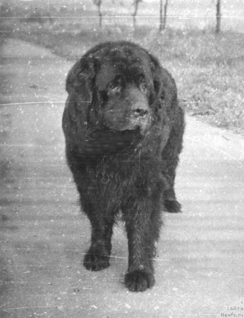 Фото: ньюфаундленд Floser Makbet (Флосер Макбет)