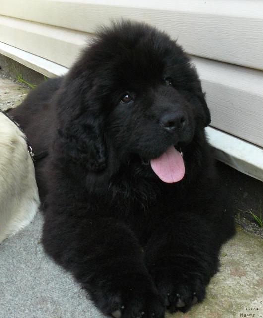 Фото: ньюфаундленд Pchiolkin Dom Dikaya Orhideya (Пчёлкин Дом Дикая Орхидея)