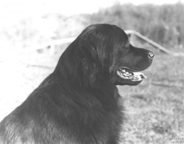 Фото: ньюфаундленд Patriciya Abi (Патриция Аби)