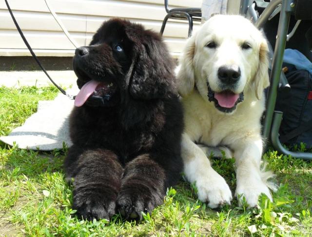 Фото: ньюфаундленд Pchiolkin Dom Dikaya Orhideya (Пчёлкин Дом Дикая Орхидея)