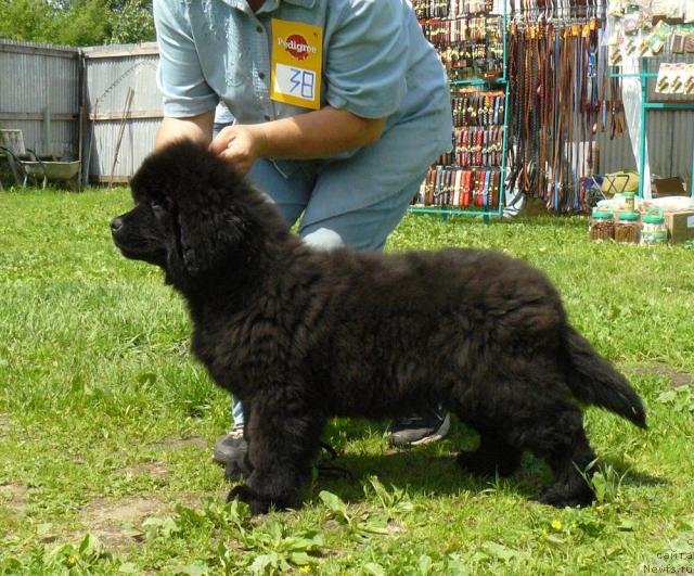 Фото: ньюфаундленд Pchiolkin Dom Dikaya Orhideya (Пчёлкин Дом Дикая Орхидея)