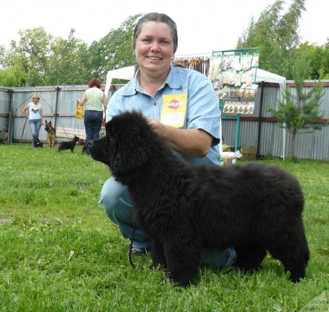 Фото: ньюфаундленд Pchiolkin Dom Dikaya Orhideya (Пчёлкин Дом Дикая Орхидея), Elena Pushkareva (Елена Пушкарева)