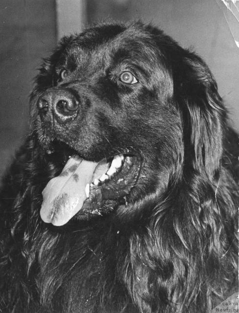 Фото: ньюфаундленд Morsi Cerus (Морси Церус)