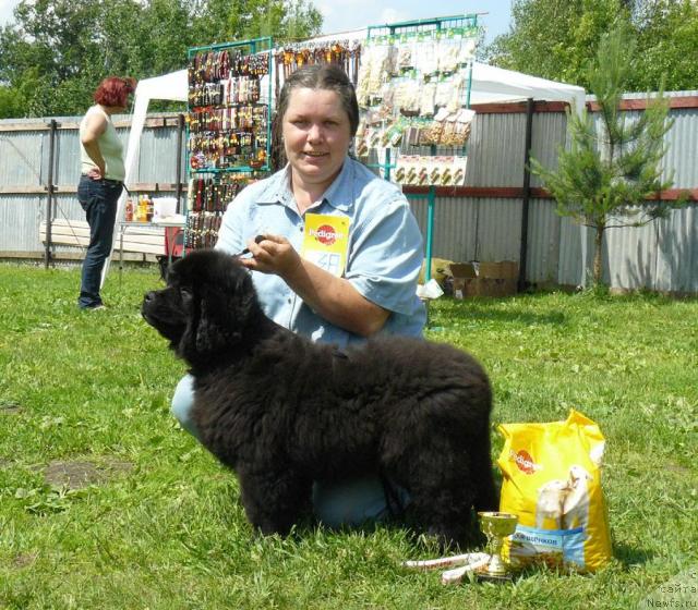 Фото: ньюфаундленд Pchiolkin Dom Dikaya Orhideya (Пчёлкин Дом Дикая Орхидея), Elena Pushkareva (Елена Пушкарева)