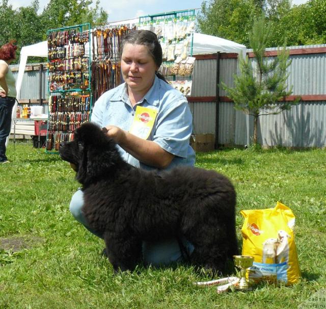 Фото: ньюфаундленд Pchiolkin Dom Dikaya Orhideya (Пчёлкин Дом Дикая Орхидея), Elena Pushkareva (Елена Пушкарева)