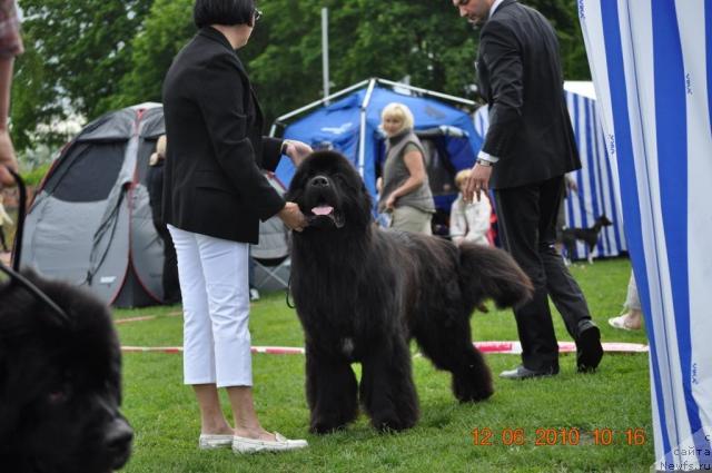 Фото: ньюфаундленд Duty Free of Apachee's Home