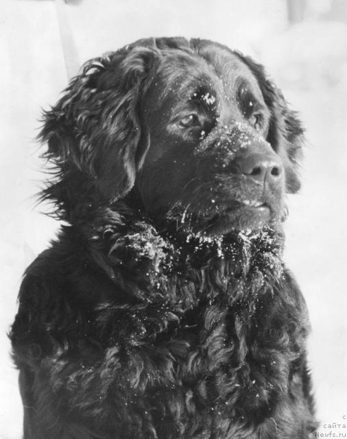 Фото: ньюфаундленд SHeggi Pat (Шегги Пат)
