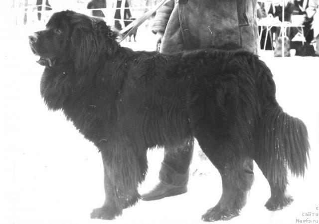 Фото: ньюфаундленд If Mirt Faro (Иф Мирт Фаро)