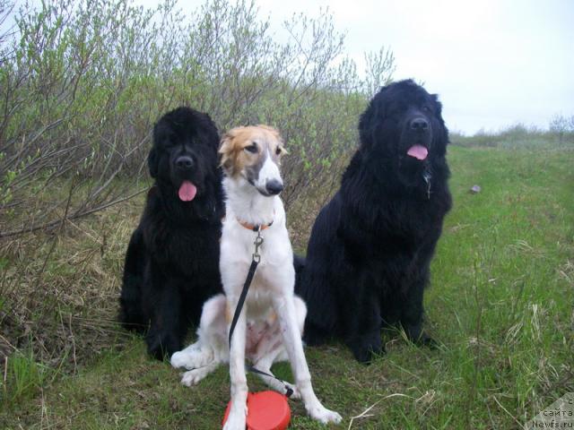 Фото: ньюфаундленд Fortuna of Giant's Island, Краса Руси, ньюфаундленд Gloriya Grand Blek (Глория Гранд Блек)