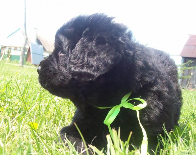 Фото: ньюфаундленд Cyiganskiy Kapriz (Цыганский Каприз)