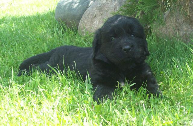 Фото: ньюфаундленд Carica Nochi (Царица Ночи)