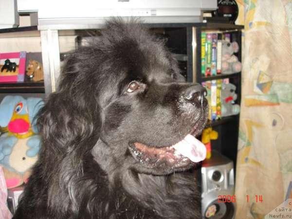 Фото: ньюфаундленд Mag Ispolin Dionis (Маг Исполин Дионис)