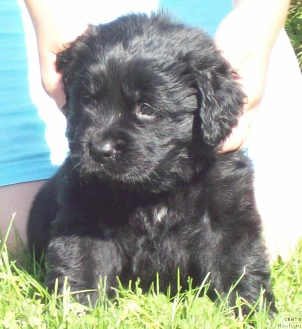 Фото: ньюфаундленд Carskaya Zabava (Царская Забава)