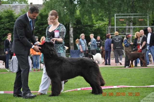 Фото: ньюфаундленд Zara Clark Zvezdnij Dar