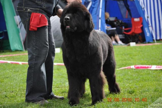 Фото: ньюфаундленд Zvezda Rostova s Berega Dona (Звезда Ростова с Берега Дона)