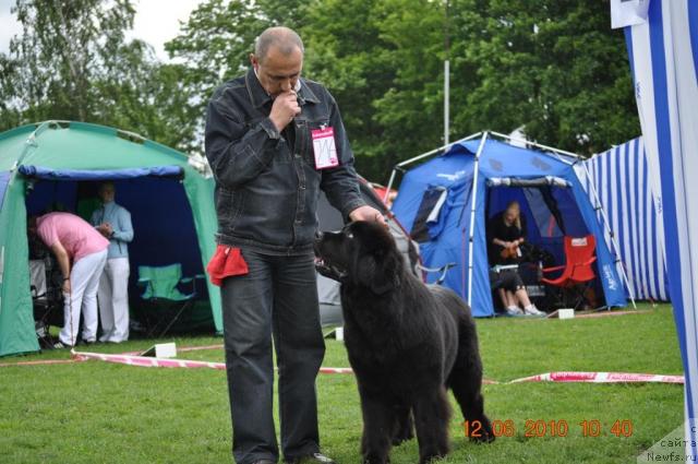 Фото: ньюфаундленд Zvezda Rostova s Berega Dona (Звезда Ростова с Берега Дона)