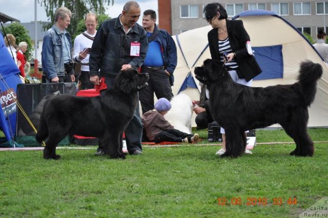 Фото: ньюфаундленд Zvezda Rostova s Berega Dona (Звезда Ростова с Берега Дона), ньюфаундленд Duty Free of Apachee's Home