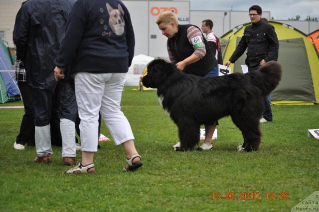 Фото: ньюфаундленд Piternyuf Zhguchiy Potseluy (Питерньюф Жгучий Поцелуй)