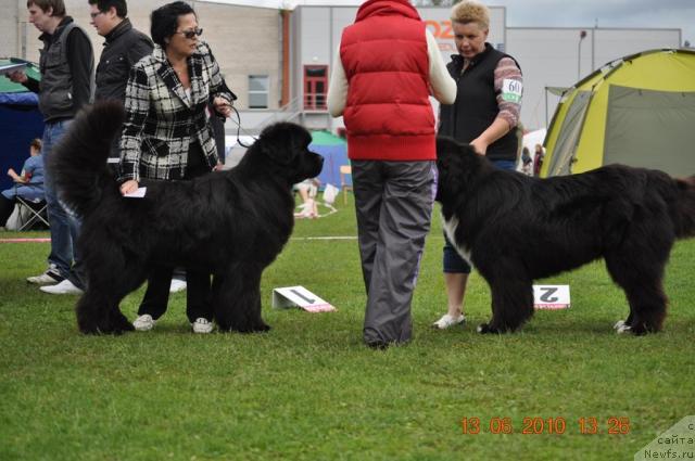 Фото: ньюфаундленд Duty Free of Apachee's Home, ньюфаундленд Piternyuf Zhguchiy Potseluy (Питерньюф Жгучий Поцелуй)