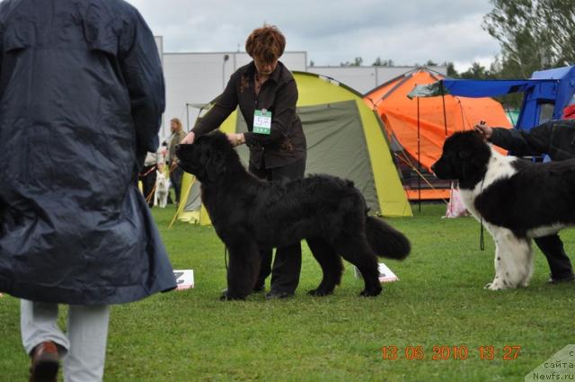 Фото: ньюфаундленд Black Imp Huckleberry