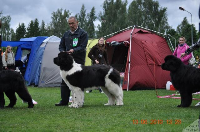 Фото: ньюфаундленд Zidan Clark Zvezdnij Dar