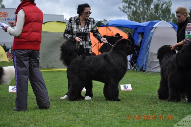 Фото: ньюфаундленд Duty Free of Apachee's Home