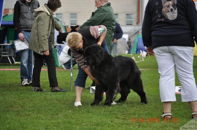 Фото: ньюфаундленд Black Imp Grand Guguce