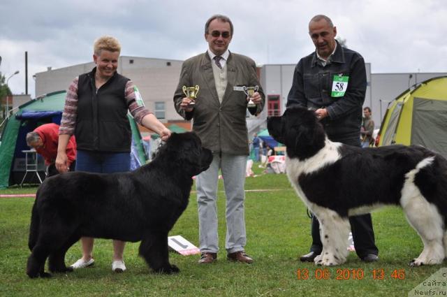 Фото: ньюфаундленд Zvezda Rostova s Berega Dona (Звезда Ростова с Берега Дона), ньюфаундленд Zidan Clark Zvezdnij Dar