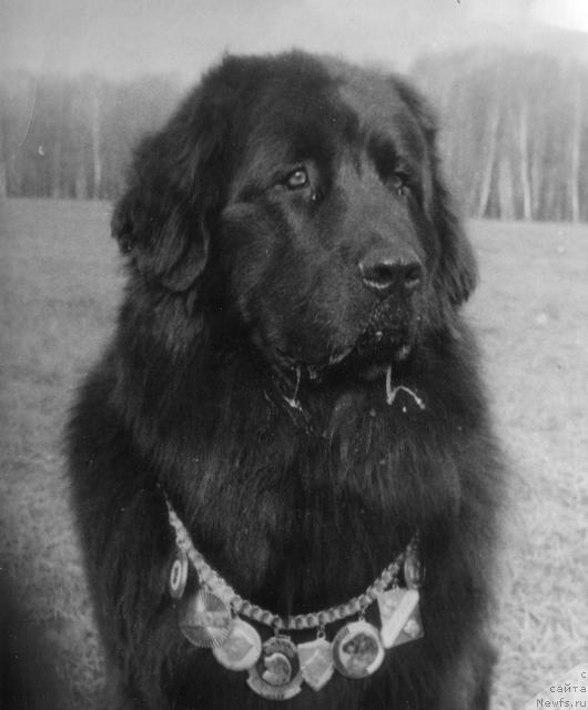 Фото: ньюфаундленд Kris Lel' Hadjar (Крис Лель Хаджар)