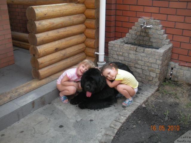 Фото: ньюфаундленд King of Helluland Good Friend