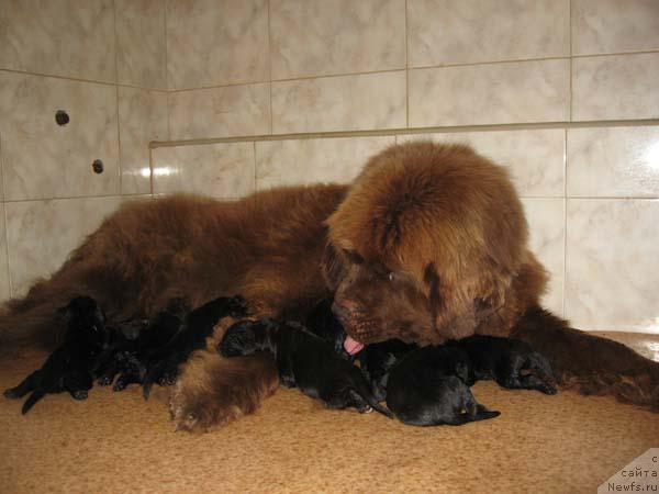 Фото: ньюфаундленд Joka Ona s Berega Dona (Ёка Она с Берега Дона)