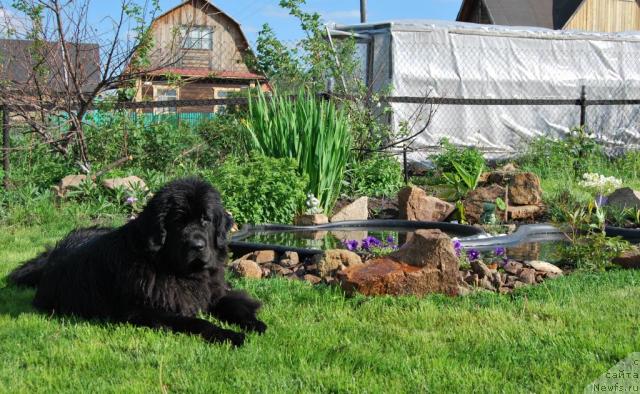 Фото: ньюфаундленд Formula Lyubvi ot Sibirskogo Medvedya (Формула Любви от Сибирского Медведя)