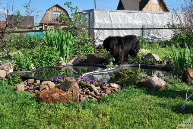 Фото: ньюфаундленд Formula Lyubvi ot Sibirskogo Medvedya (Формула Любви от Сибирского Медведя)