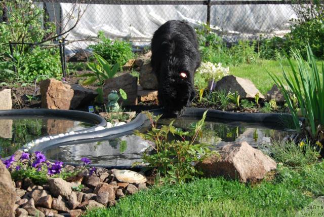 Фото: ньюфаундленд Formula Lyubvi ot Sibirskogo Medvedya (Формула Любви от Сибирского Медведя)