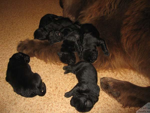 Фото: ньюфаундленд Joka Ona s Berega Dona (Ёка Она с Берега Дона)