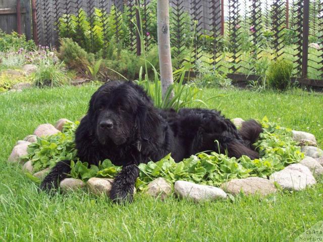 Фото: ньюфаундленд Lihoy Kazak (Лихой Казак)