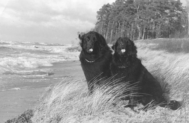 Фото: ньюфаундленд Gerber Seyko (Гербер Сейко), ньюфаундленд Leydmar Doloresa (Лейдмар Долореса)