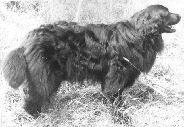 Фото: ньюфаундленд Gitsag Tessi (Гитсаг Тесси)