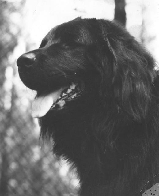 Фото: ньюфаундленд Gek Potap (Гек Потап)