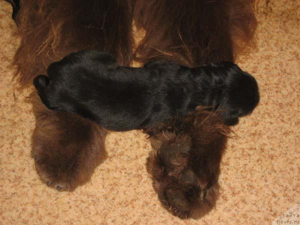 Фото: ньюфаундленд Joka Ona s Berega Dona (Ёка Она с Берега Дона)