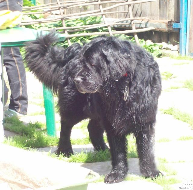 Фото: ньюфаундленд Lihoy Kazak (Лихой Казак)