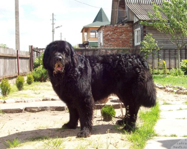 Фото: ньюфаундленд Lihoy Kazak (Лихой Казак)