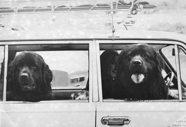 Фото: ньюфаундленд Valuy Bey (Валуй Бей), ньюфаундленд Basma (Басма)