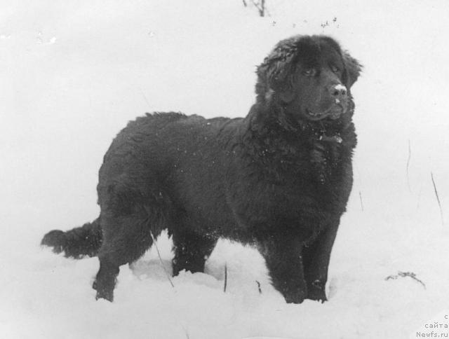 Фото: ньюфаундленд Dyebi Dorsi (Дэби Дорси)