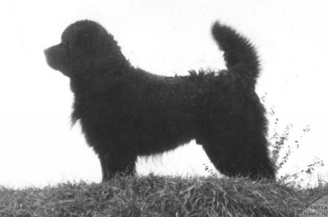 Фото: ньюфаундленд Floser Makbet (Флосер Макбет)